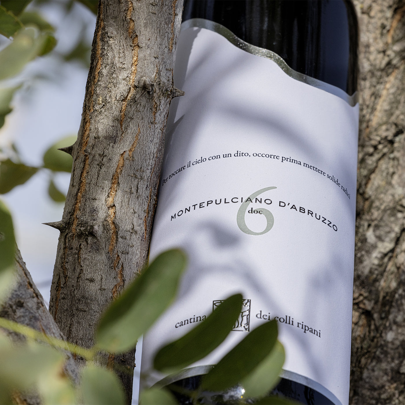 Chapter n. 6 - Montepulciano D'Abruzzo DOC 2022