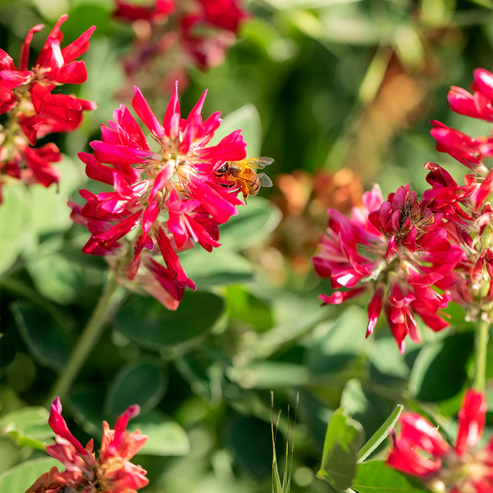 Mixed flower Honey